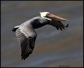 _9SB0186 brown pelican